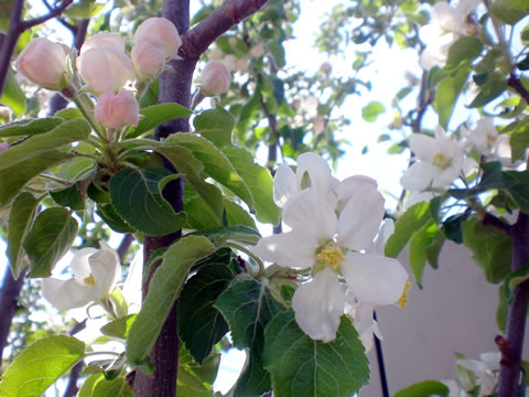 ひめりんごの花