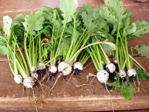 野菜収穫2-01
