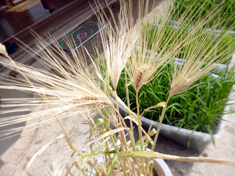 麦収穫01