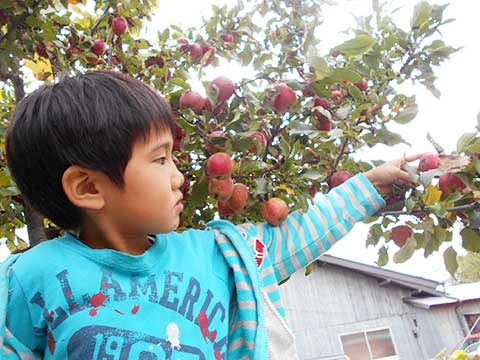 りんご収穫01