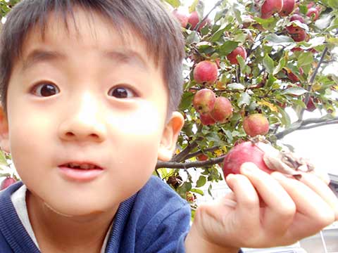 りんご収穫02