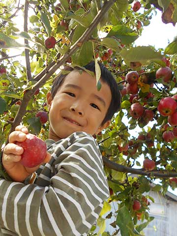 りんご収穫03