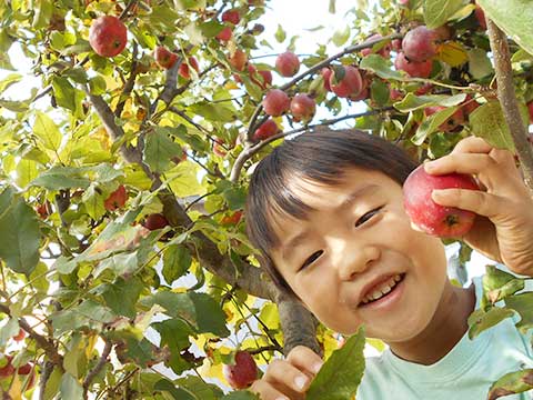 りんご収穫04