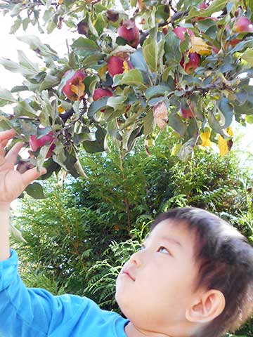 りんご収穫05