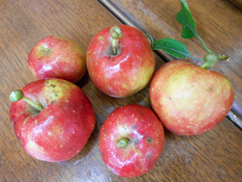 りんご収穫02