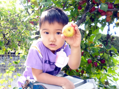 ひめりんご収穫05
