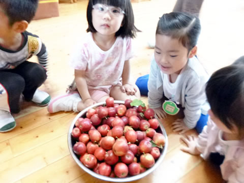 ひめりんご収穫07