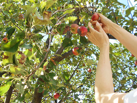 りんご収穫01