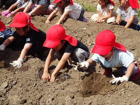 さつま芋苗植え01