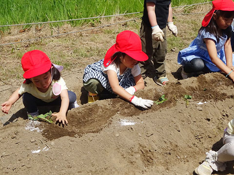 さつま芋苗植え04