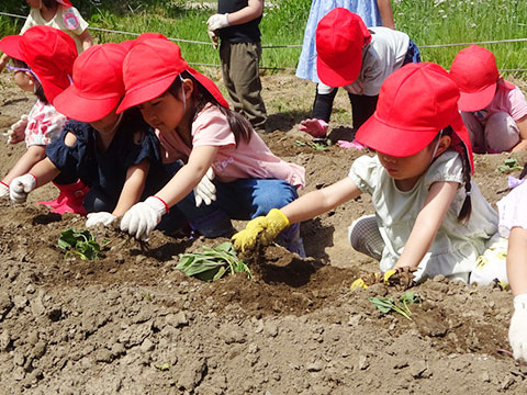 さつま芋苗植え05
