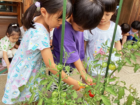 野菜の収穫02