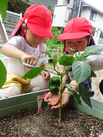 野菜の収穫04